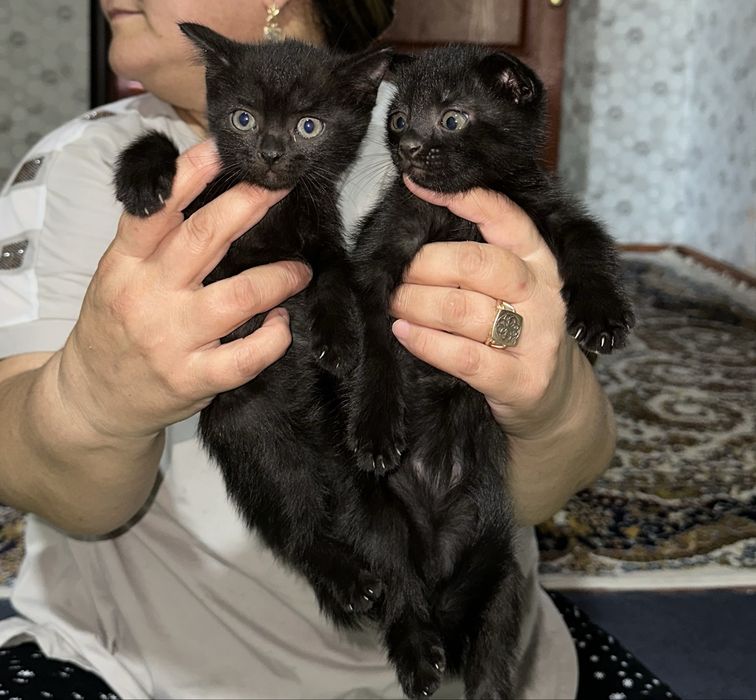 Шотландские кошки сатылады