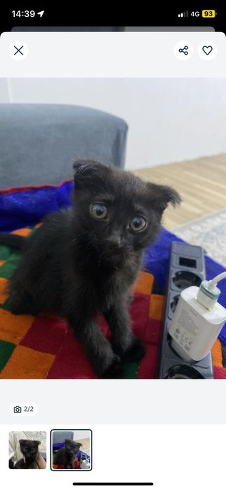 Котёнок черный в добрые руки