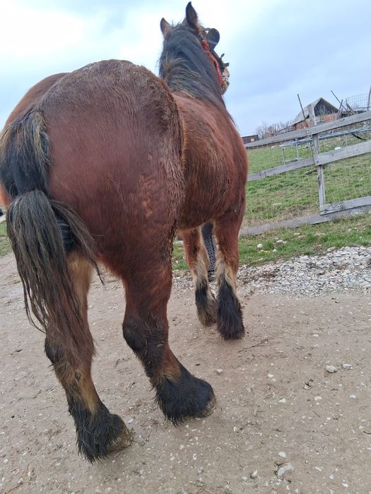 Cal de vânzare șarg