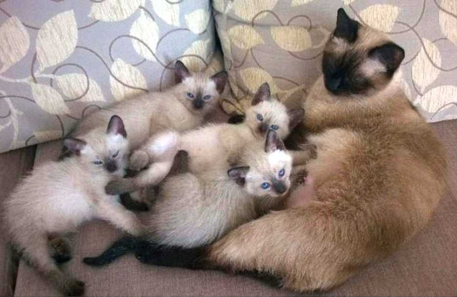 Котенок сиамский
