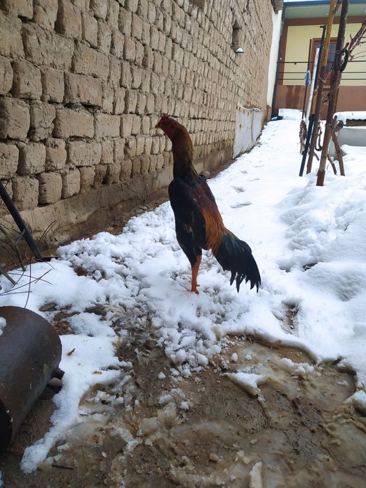 Dakan xoroz sotiladi