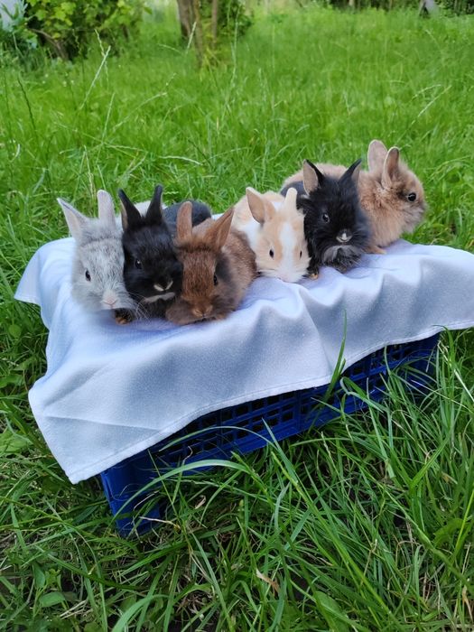 Iepurași pitici de companie