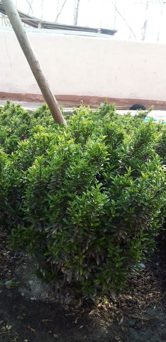 Шамшод гуллар 2 хил турда