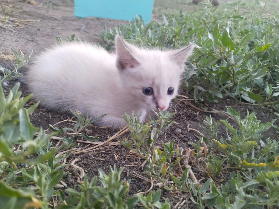 Отдам котят бесплатно