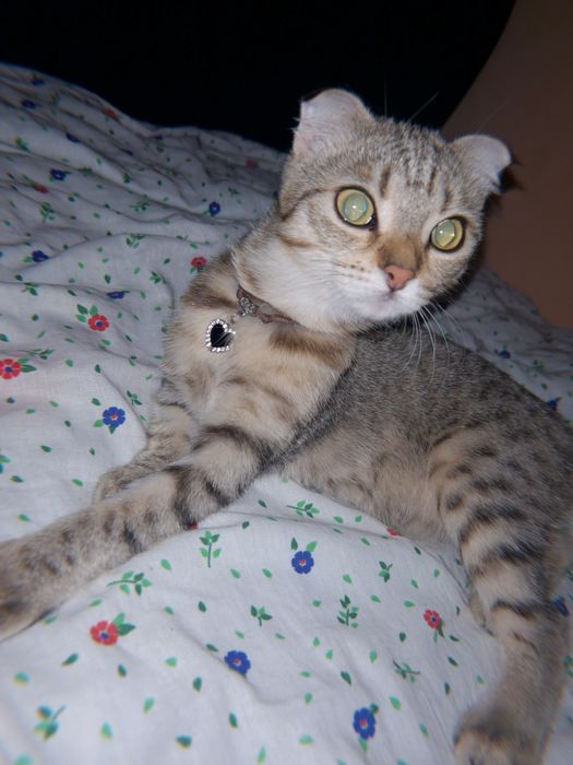 Шотландская вислоухая кошка