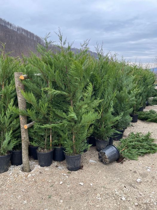 Vindem leylandy si smaragd de mai multe dimensiuni, Leylandii gard viu