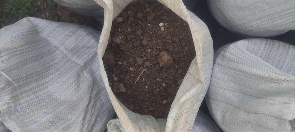 Чириган Қуй гунги!