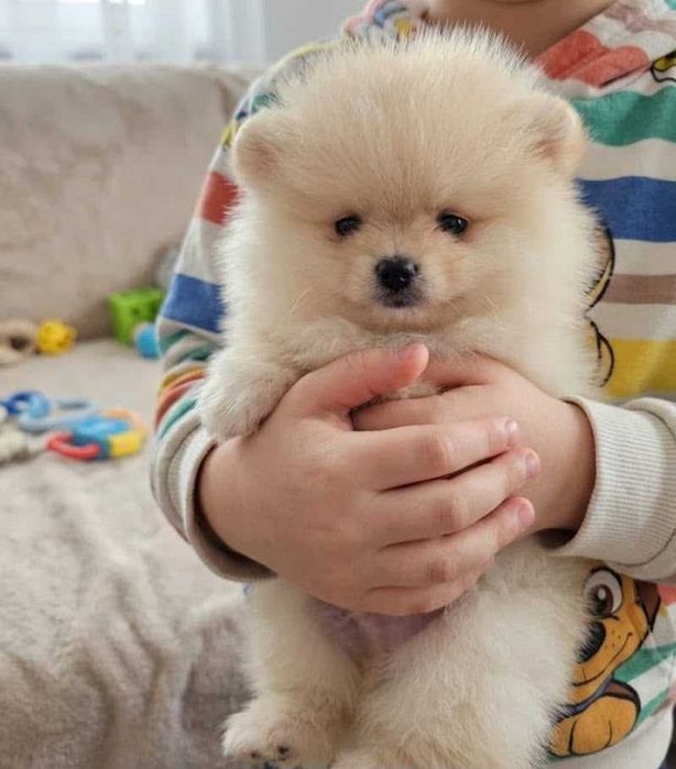 Pomeranian ideal pentru casa