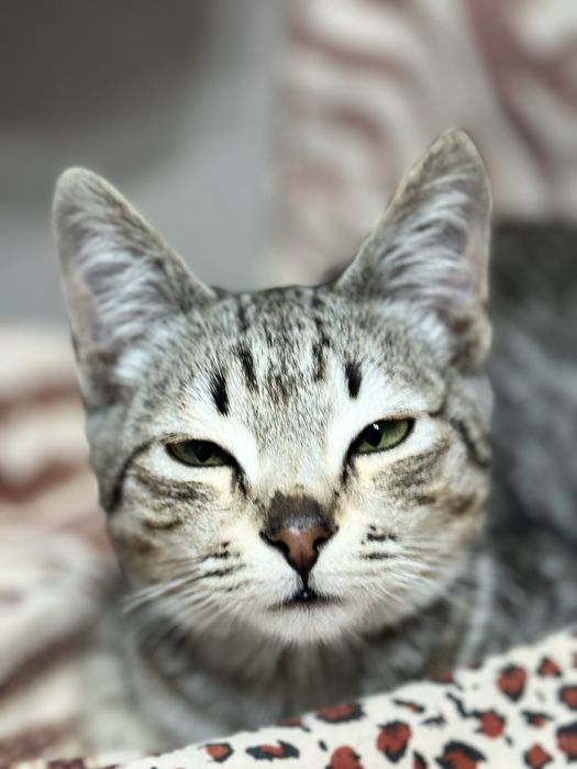 Котенка в добрые руки