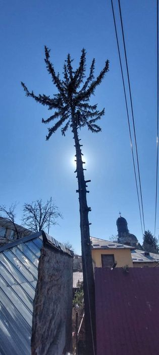 Taieri copaci. Toaletare copaci. Doborare Copaci. Servicii Alpinisti