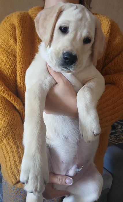 Продаётся Лабрадор