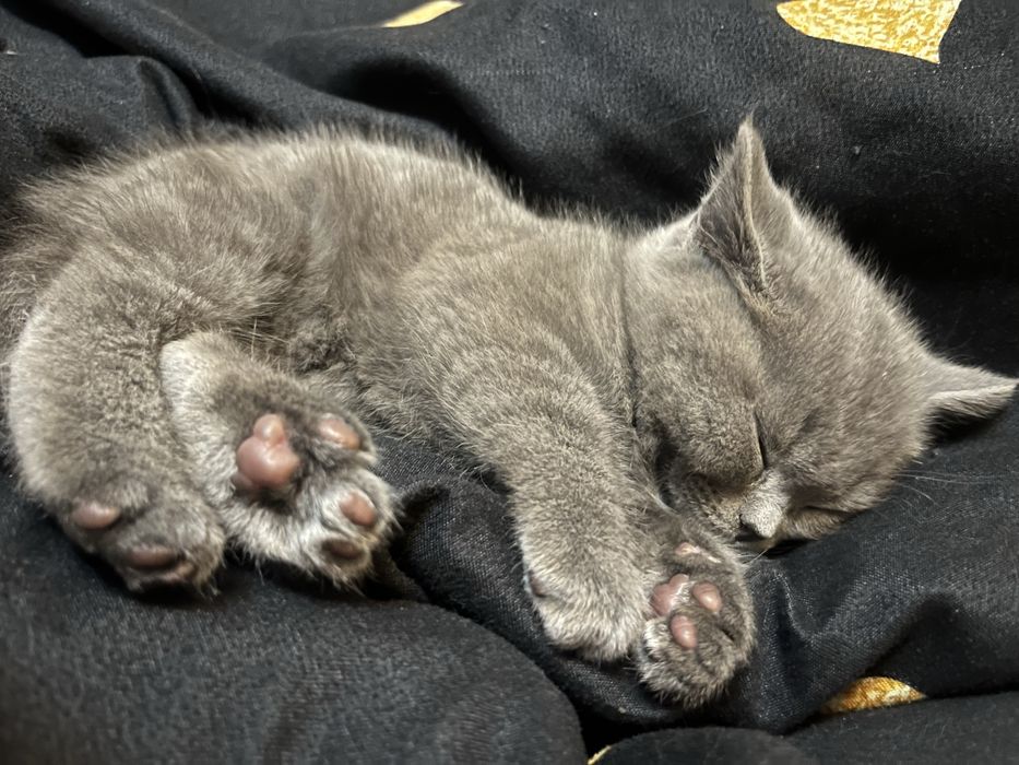 Pisoi British Shorthair