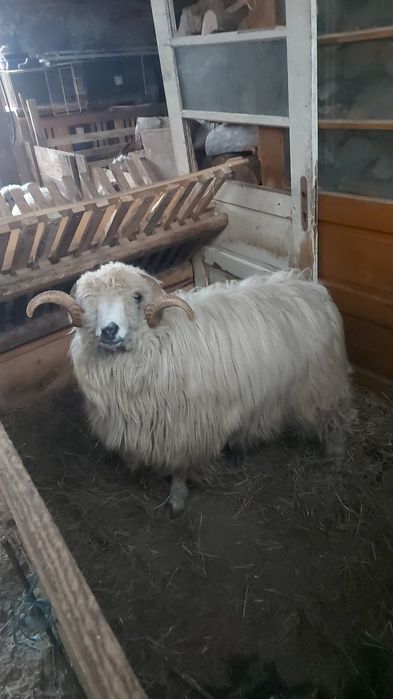 Vând berbec țurcan.
