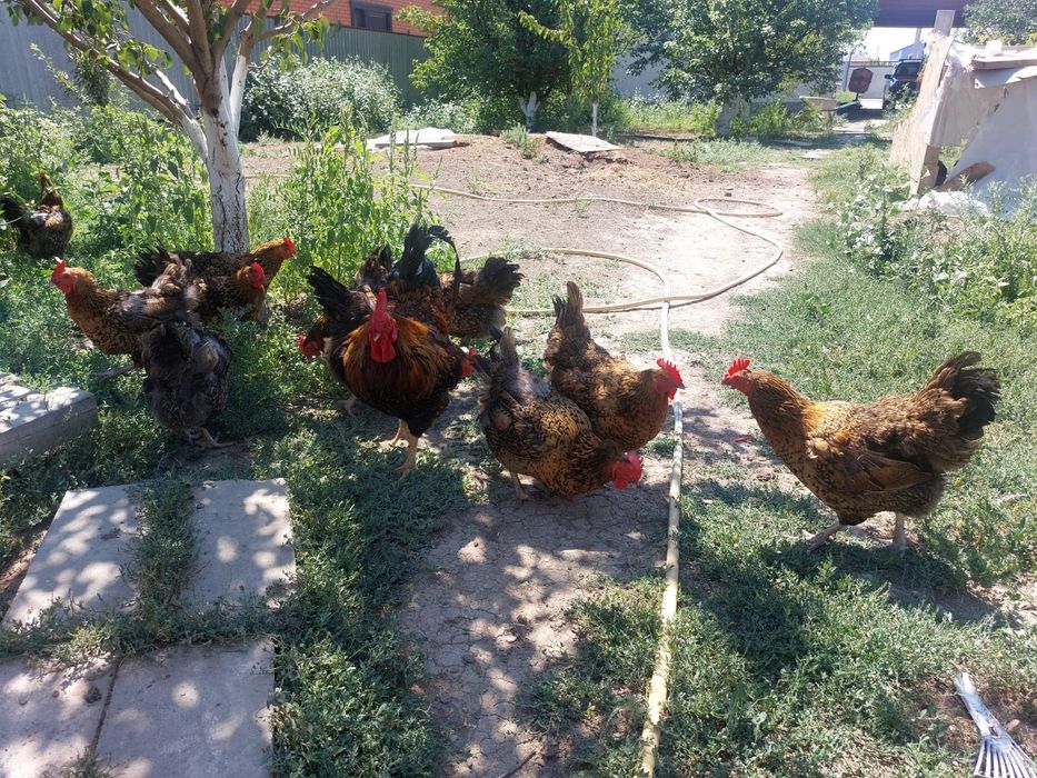 Продаются семейка кур