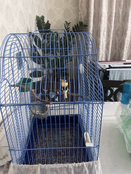 Канарейка самка вместе с келеткой