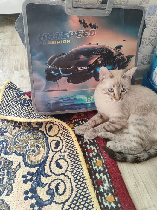 Продам котика (мальчик)