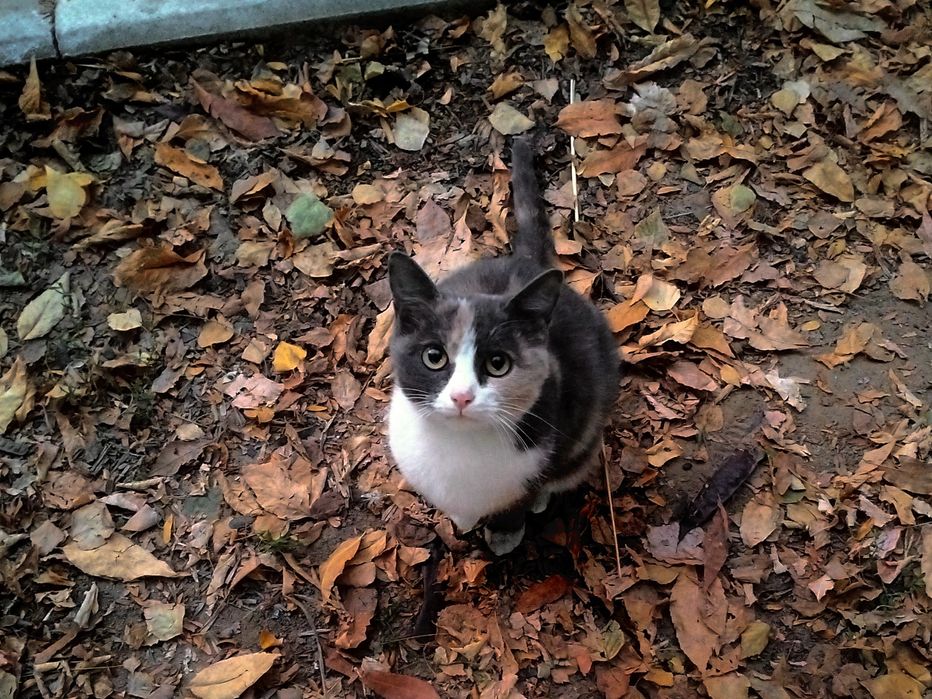 Кошечка в добрые руки!