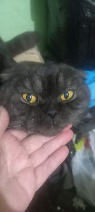 Добрая кошка в добрые руки