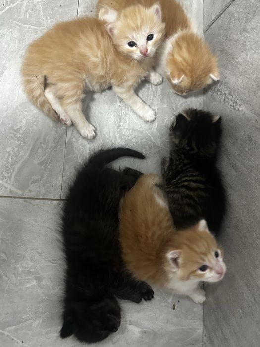 отдам котят в добрые, хорошие руки