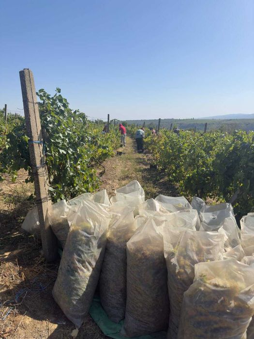 Struguri de Vanzare - De Vin sau de Masa - de la PRODUCATOR