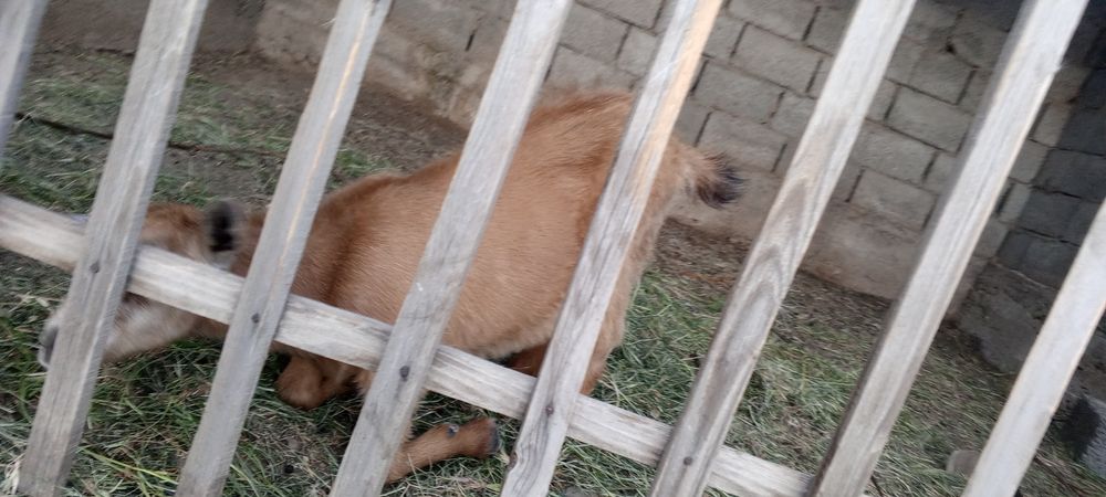 Орыс ешкі лағымен