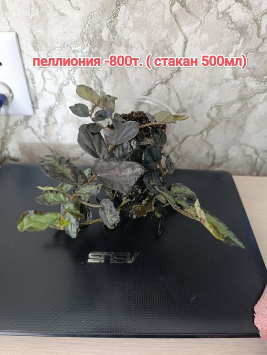 Комнатные растения кжби