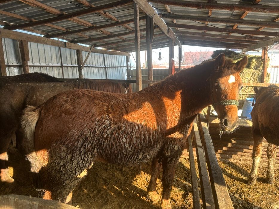 Жабағы кунандар сатылады