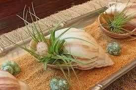 Продам ракушки для аквариума, украшения интерьера и различных поделок.