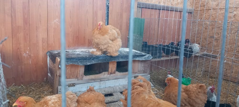 Cochinchina uriaș negru,Cochinchina uriaș galben și  Gersi giant