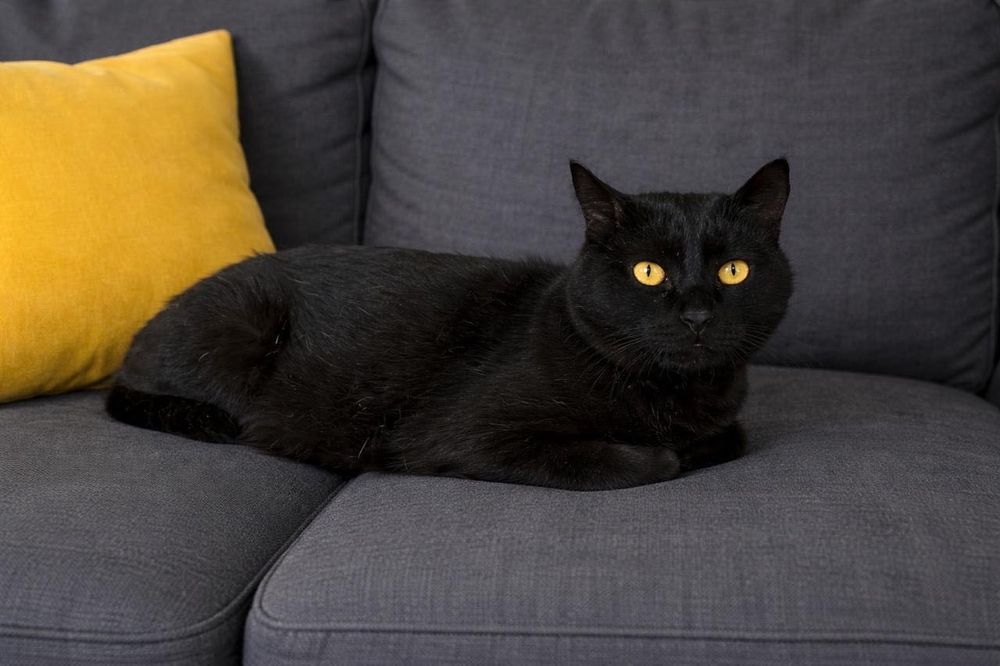 Кот Маркиз ищет дом