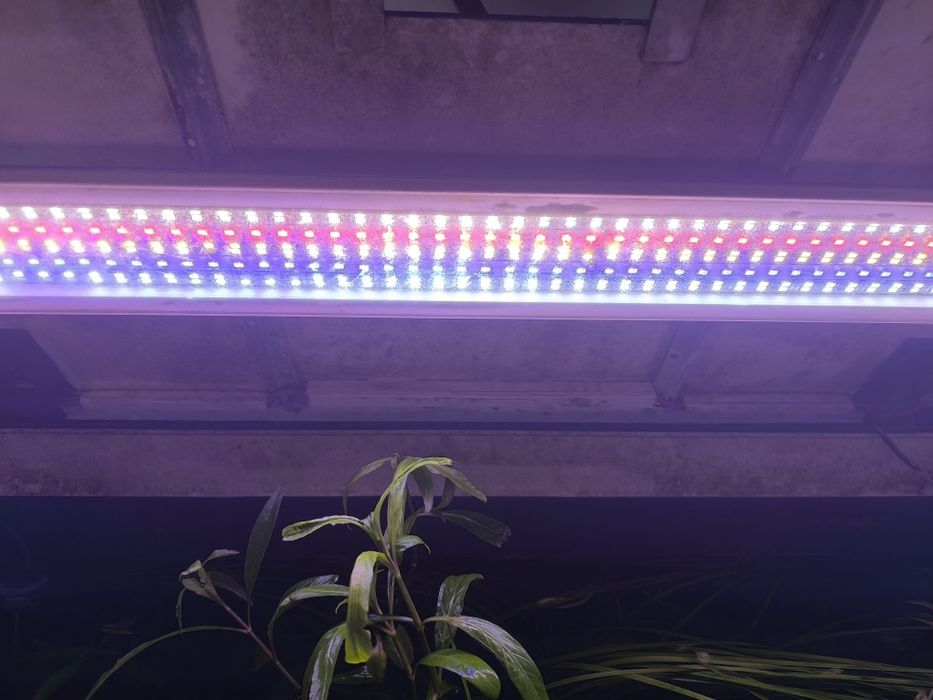 Acvariu plantat complet