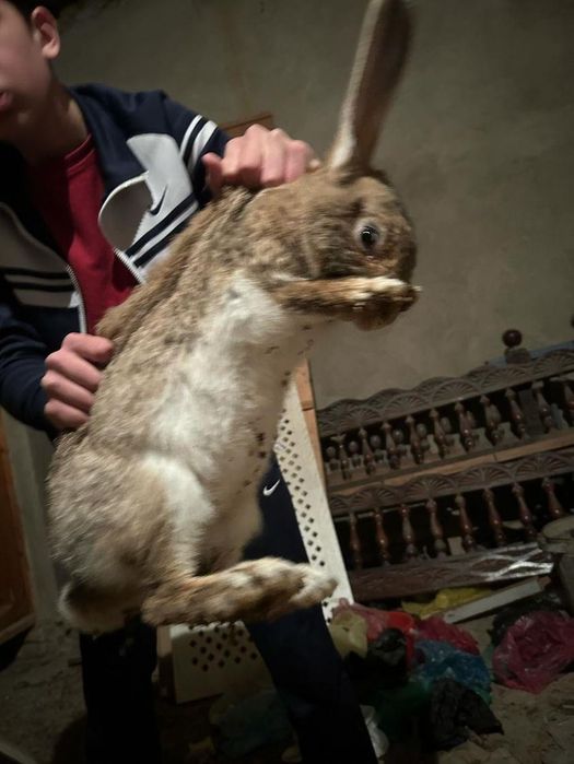 Кролики бельгийский великан ,девочка-мальчик