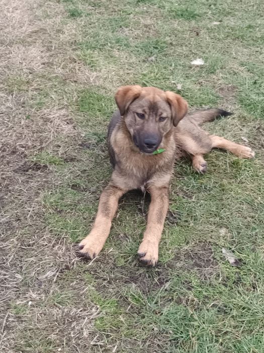 Подарява се кученце