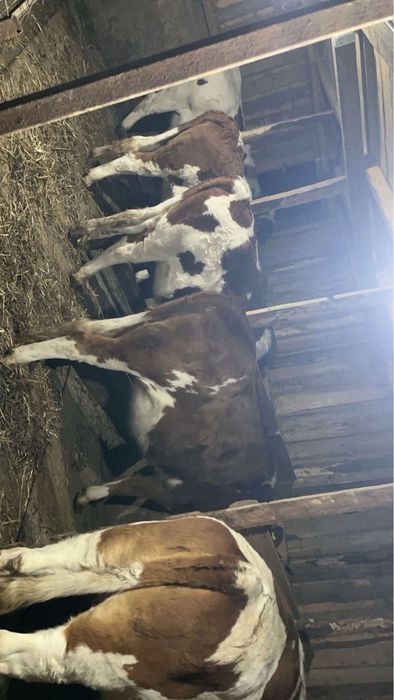 Vand 4 junici gestante