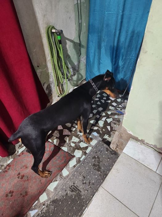 Продам собаку Доберман