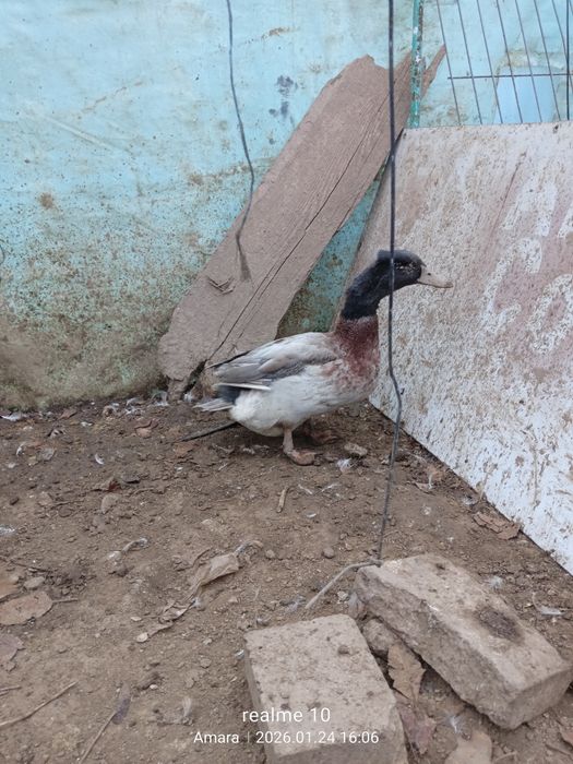 vând/schimb rățoi