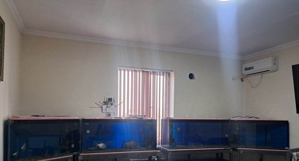 Akvarium barcha jihozlari va baliqlari bilan sotiladi.