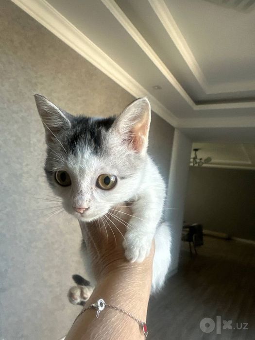Отдам котенка бесПлатно