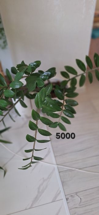 Комнатные цветы разные