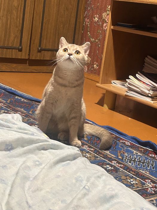 Отдам кошку британку