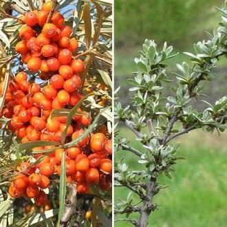 Arbuști Fructiferi (Cătină Femela )