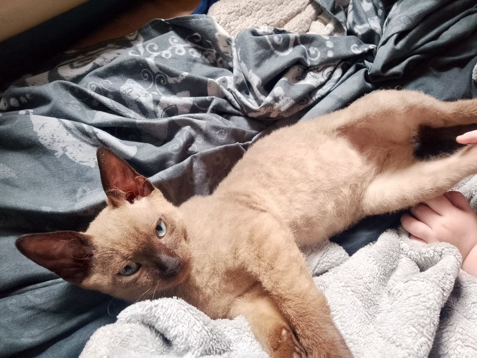Продам котёнка девон рекс