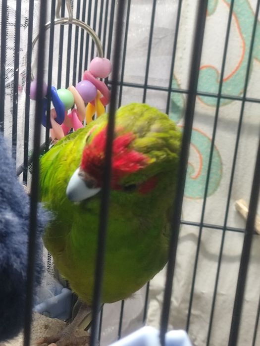 Какарик, самец . Продам