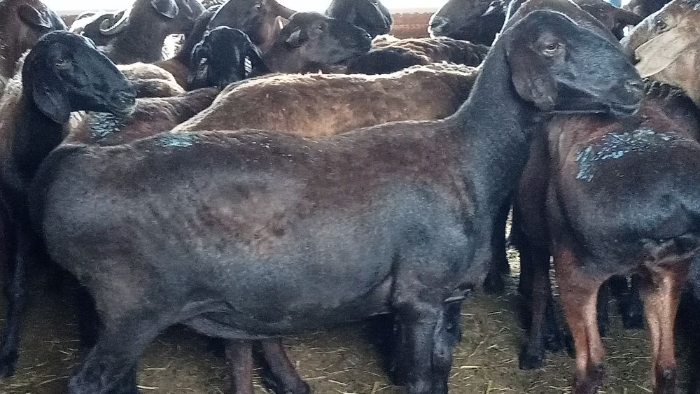 Кой сатылады!50000тг