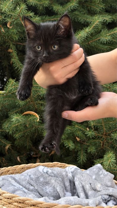 Котята ищут дом