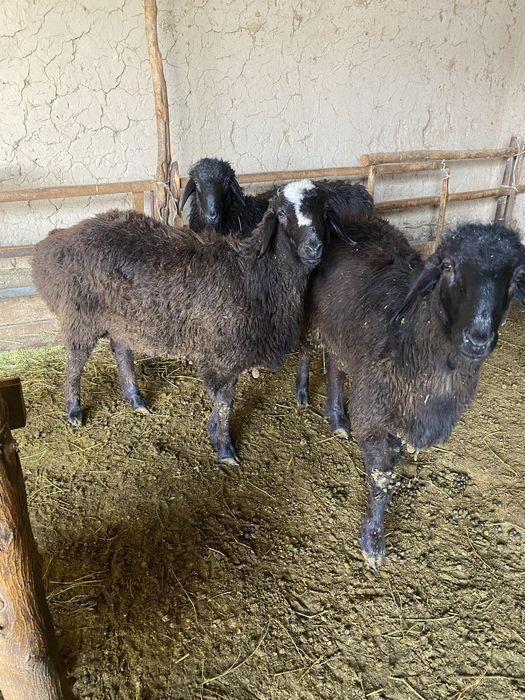 Баран бордакы жасынан аскан