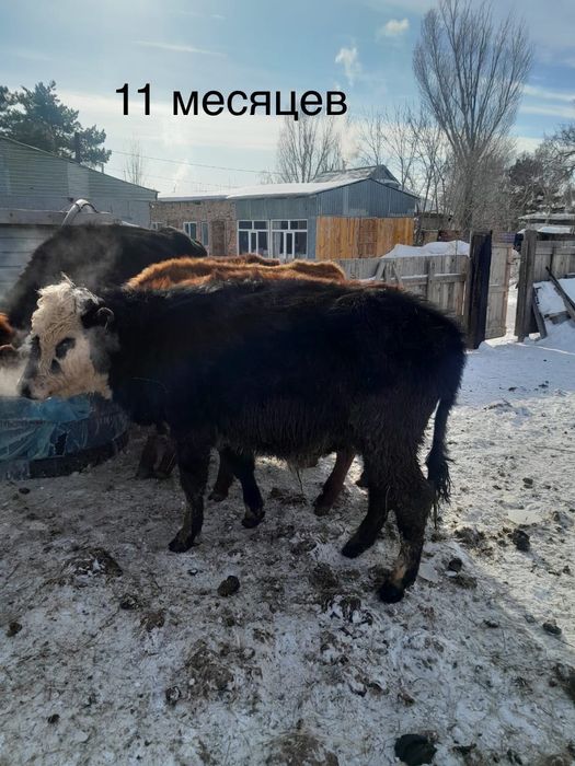 Продам Быков, поселок Кабанбай батыра