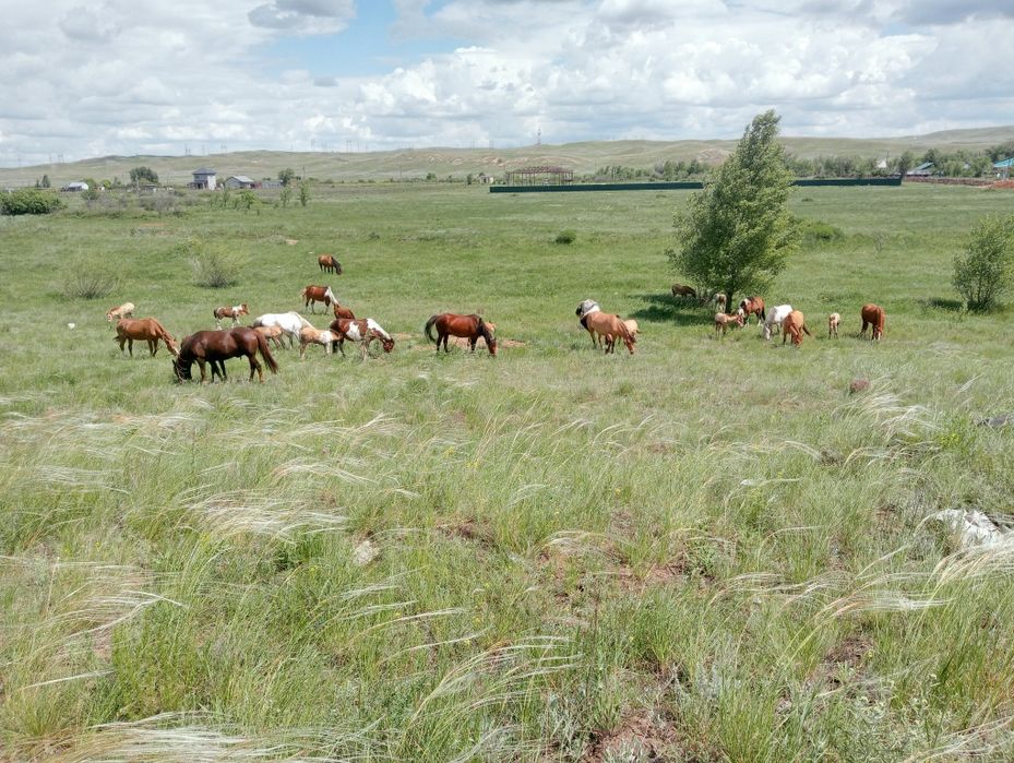 Саумал саумал Қымыз қымыз қымыз