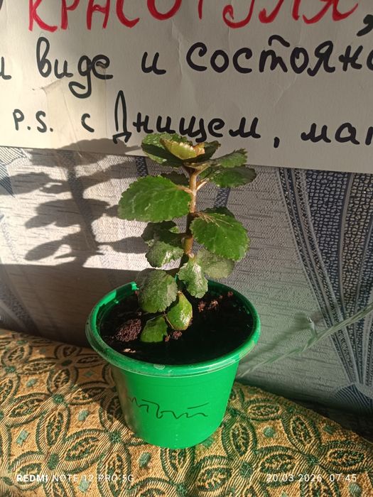 Продам каланхоэ декоративное