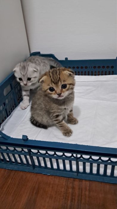 Шотландские кошки